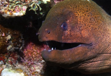 Moray